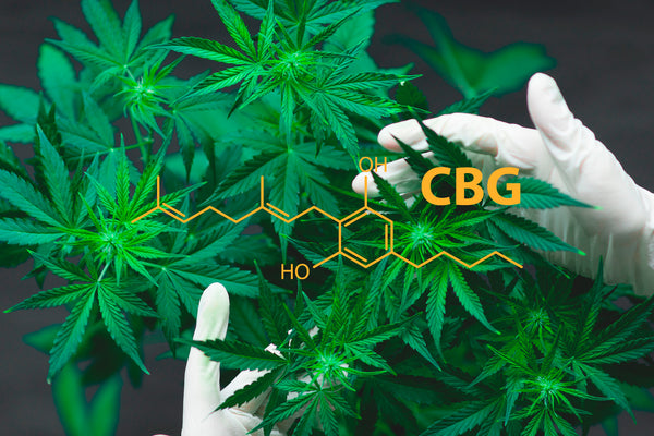 CBG : le cannabigérol